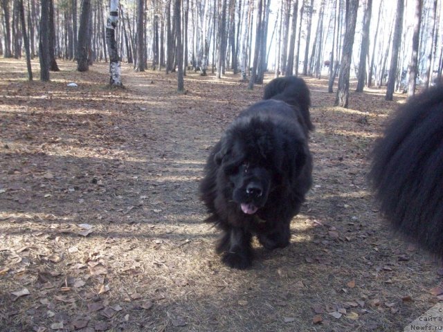 Фото: ньюфаундленд Ярада из Сибирской Глубинки (Yarada iz Sibirskoy Glubinki)