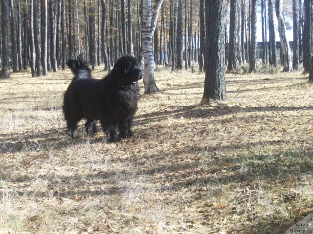 Фото: ньюфаундленд Ярада из Сибирской Глубинки (Yarada iz Sibirskoy Glubinki)