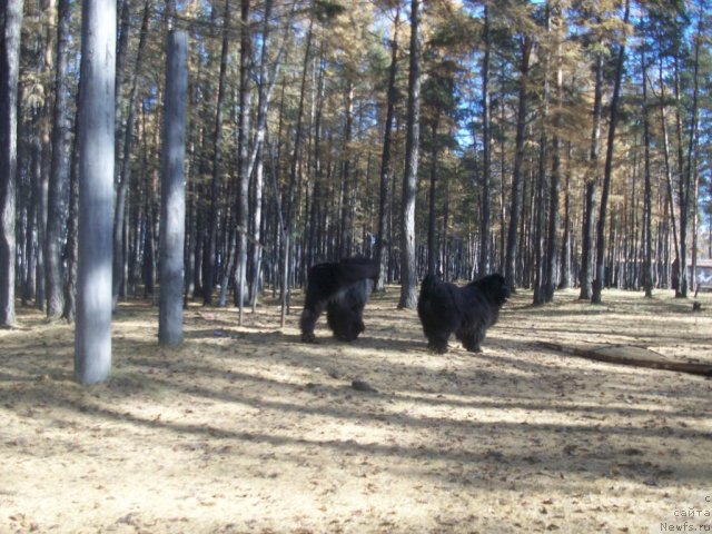 Фото: ньюфаундленд Карат из Медвежьего Яра (Karat iz Medvejyego Yara), ньюфаундленд Ярада из Сибирской Глубинки (Yarada iz Sibirskoy Glubinki)