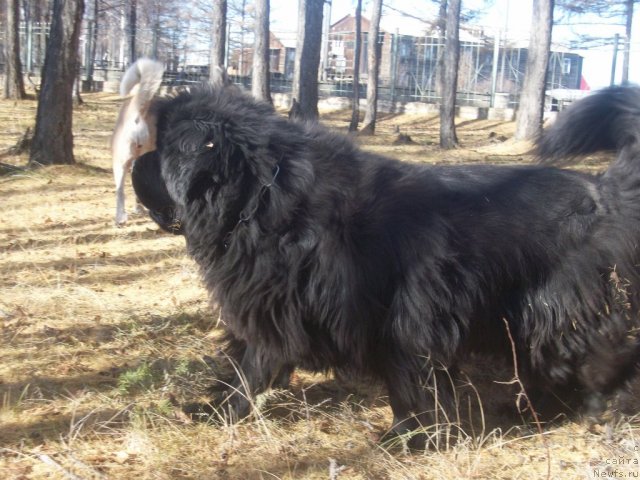 Фото: ньюфаундленд Ярада из Сибирской Глубинки (Yarada iz Sibirskoy Glubinki)