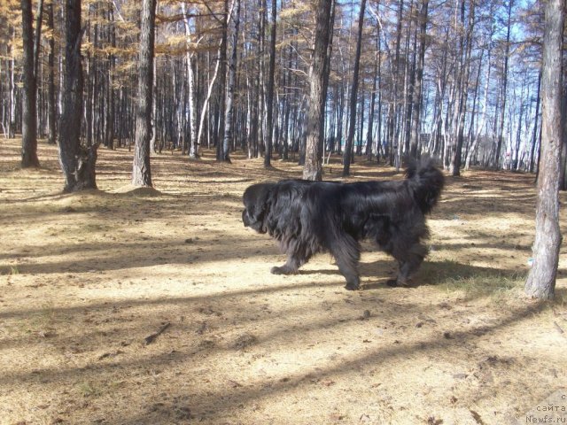 Фото: ньюфаундленд Карат из Медвежьего Яра (Karat iz Medvejyego Yara)