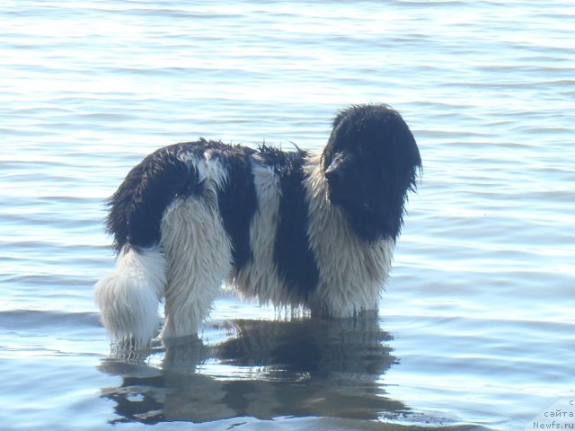 Фото: ньюфаундленд Жан Конкистадор