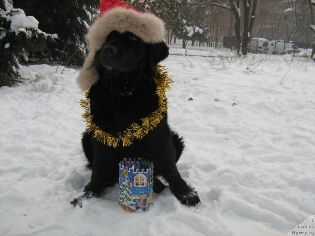 Фото: ньюфаундленд Женевьев Гарни Ледэн