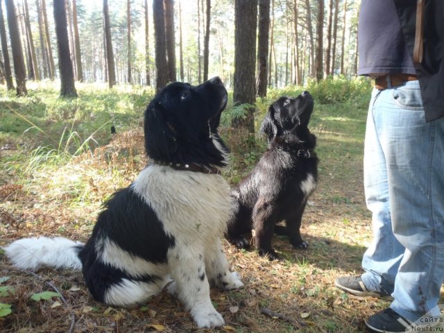 Фото: ньюфаундленд Жан Конкистадор, ньюфаундленд Жэрминаль Луи Филиппа