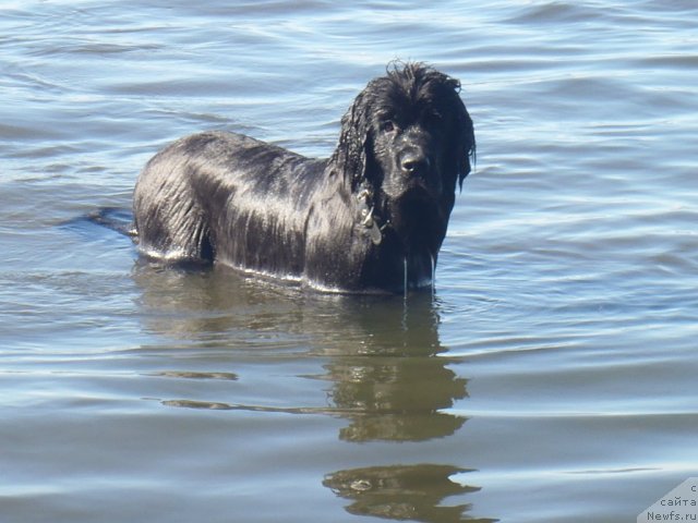 Фото: ньюфаундленд Жэрминаль Луи Филиппа