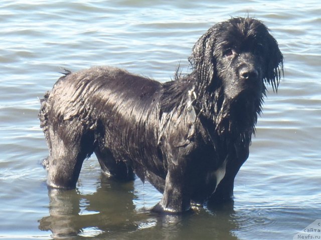 Фото: ньюфаундленд Жэрминаль Луи Филиппа