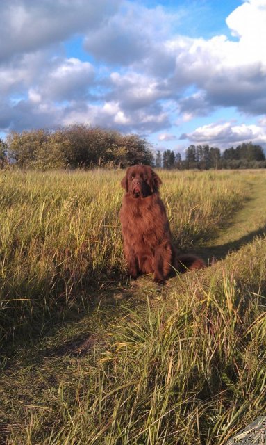 Фото: ньюфаундленд Багряная Осень из Аркаима