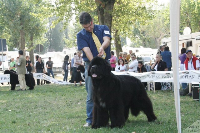 Фото: ньюфаундленд Black Clouds Criminal Minds at Stealbears