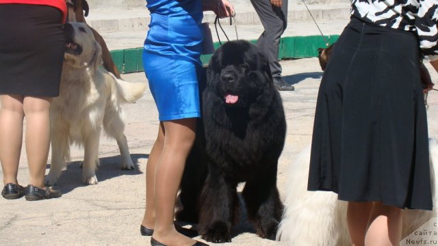Фото: ньюфаундленд Сент Джонс Роллекс (Sent Djons Rollex)