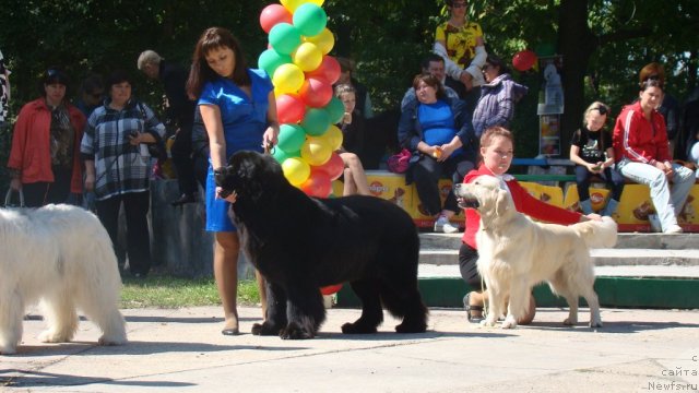 Фото: ньюфаундленд Сент Джонс Роллекс (Sent Djons Rollex)
