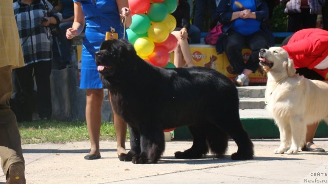 Фото: ньюфаундленд Сент Джонс Роллекс (Sent Djons Rollex)