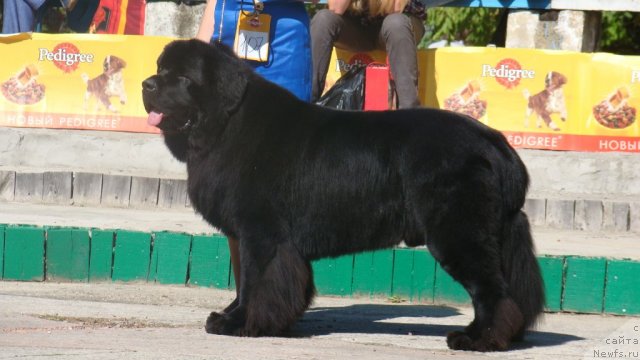 Фото: ньюфаундленд Сент Джонс Роллекс (Sent Djons Rollex)