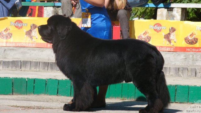 Фото: ньюфаундленд Сент Джонс Роллекс (Sent Djons Rollex)