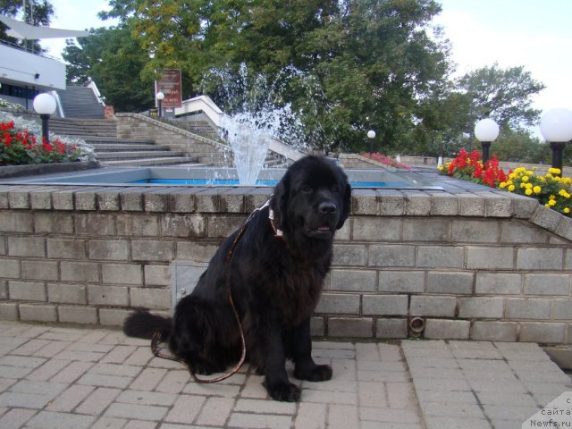 Фото: ньюфаундленд Сент Джонс Тендер Кисс оф Элли (Sent Djons Tender Kiss of Elly)