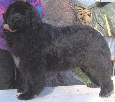 Фото: ньюфаундленд Плюшевая Панда Алекс Шоу (Plushevaya Panda Alex Show)