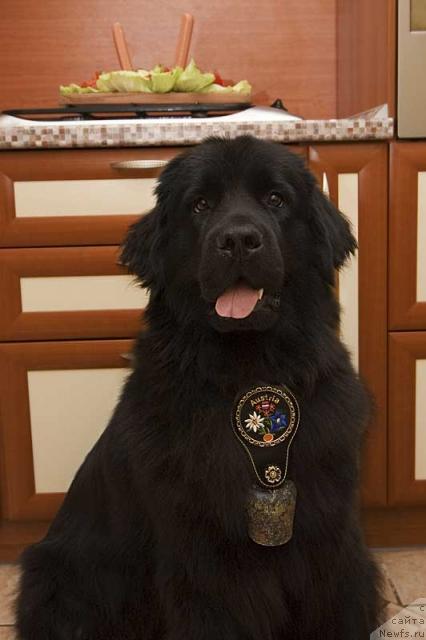 Фото: ньюфаундленд Потап Парис