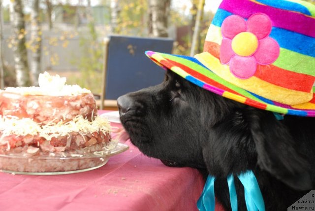 Фото: ньюфаундленд Акватория Келвин Онли Лав (Aquatoriya Kelvin Only Love)