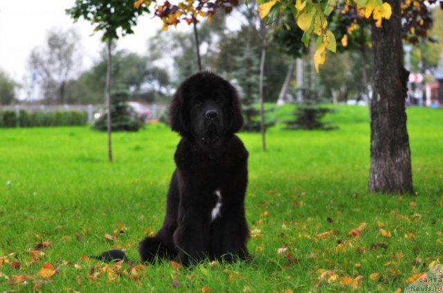 Фото: ньюфаундленд Бегущая по Волнам Зурбаган (Beguschaya po Volnam Zurbagan)