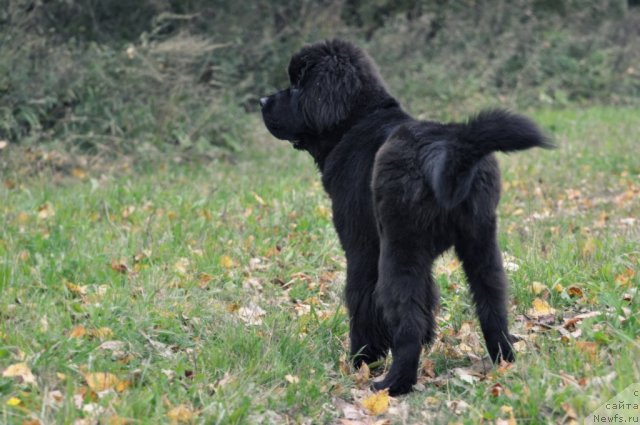 Фото: ньюфаундленд Бегущая по Волнам Зурбаган (Beguschaya po Volnam Zurbagan)