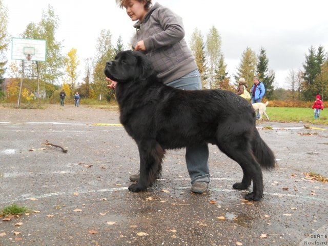 Фото: ньюфаундленд Фанньюф Яшка Хакер