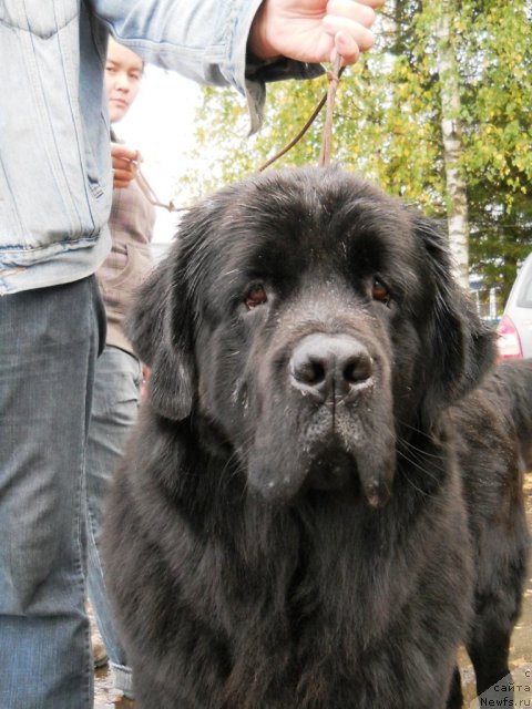 Фото: ньюфаундленд Фанньюф Яшка Хакер