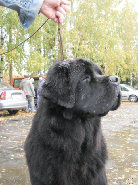 Фото: ньюфаундленд Фанньюф Яшка Хакер