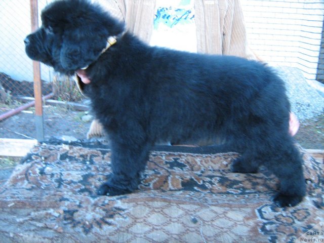 Фото: ньюфаундленд Супер Премиум Инвисибл (Super Premium Invisible)