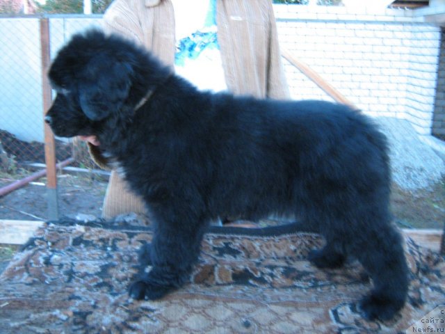 Фото: ньюфаундленд Супер Премиум Инвисибл (Super Premium Invisible)