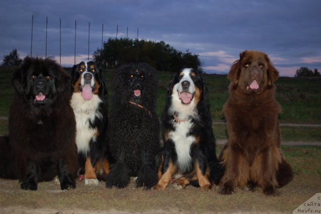 Фото: ньюфаундленд Чанси из Золотого Треугольника, Тайсон, Пончик, Граня, ньюфаундленд Черный Шарм Ангельская Красота (Chernyi Sharm Angel'skaya Krasota)