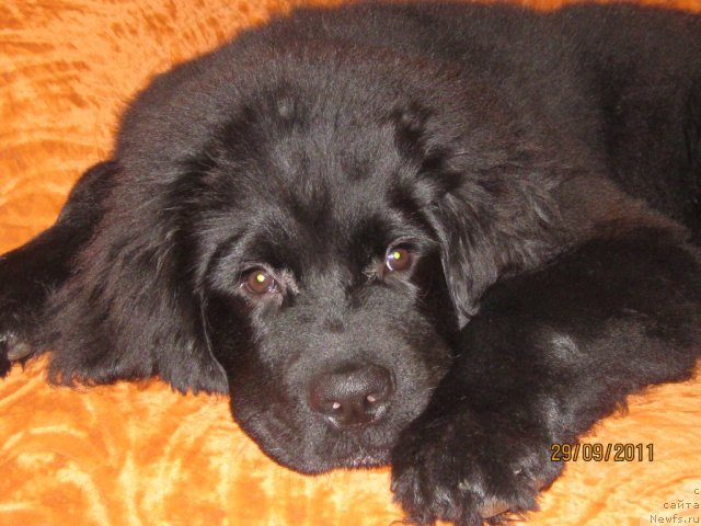 Фото: ньюфаундленд Сент Джонс Челенжер