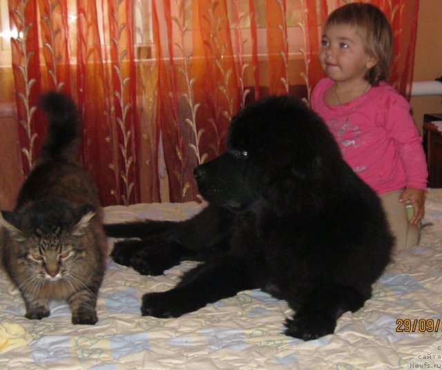 Фото: ньюфаундленд Сент Джонс Челенжер, кот Лиска, Елизавета Андреевна!