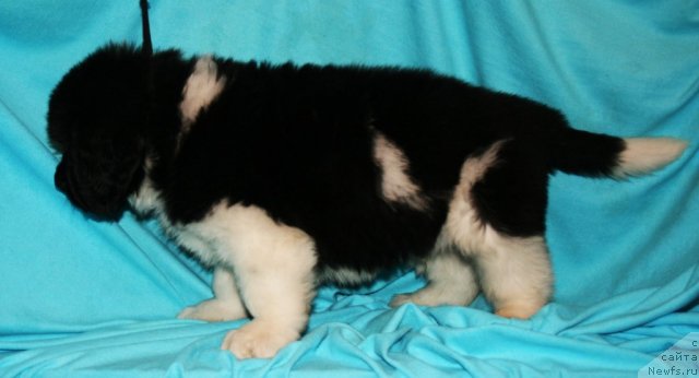 Фото: ньюфаундленд Фиаметтахауз  Онли  Ю