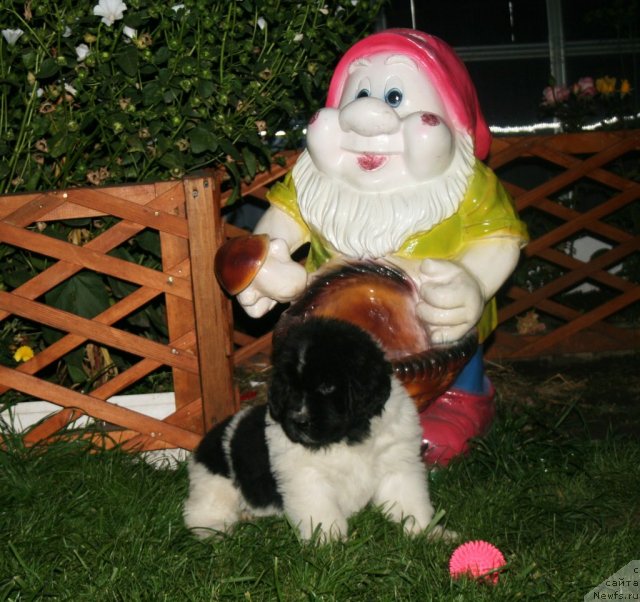 Фото: ньюфаундленд Фиаметтахауз  Орхидея Любви