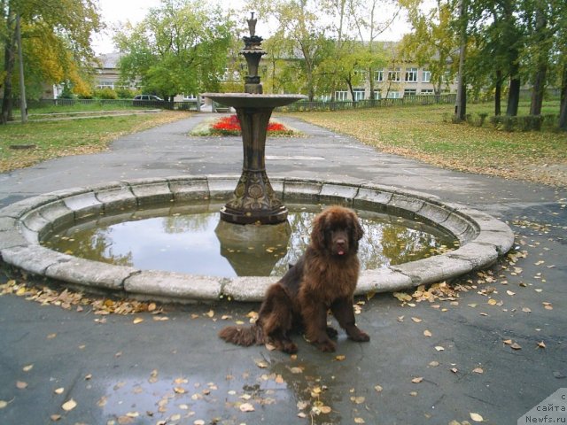 Фото: ньюфаундленд Обуш Шед Якутия (Obush Shed Yakutia)