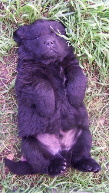 Фото: щенок, ньюфаундленд Акватория Келвин Звездная Королева (Aquatoriya Kelvin Zvezdnaya Koroleva)