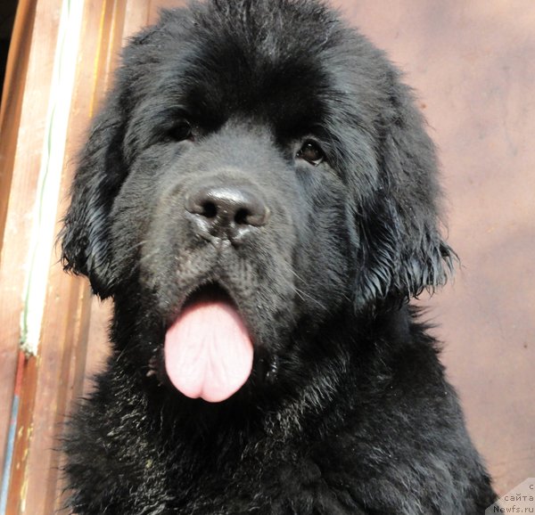 Фото: ньюфаундленд Бегущая по Волнам Дансинг Квин (Beguschaya po Volnam Dancing Queen)
