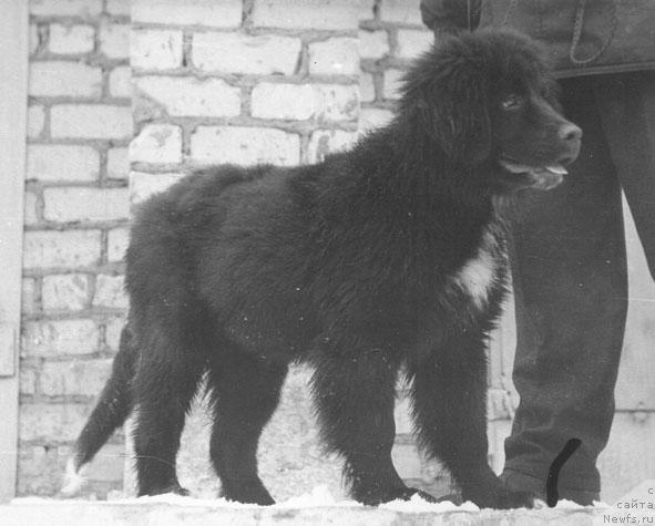 Фото: ньюфаундленд Жаклин Боклай