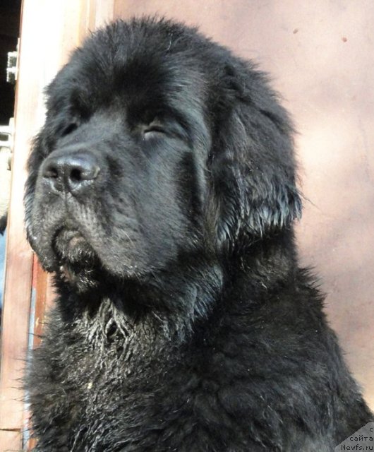 Фото: ньюфаундленд Бегущая по Волнам Дансинг Квин (Beguschaya po Volnam Dancing Queen)