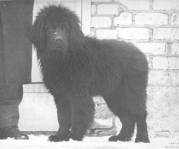 Фото: ньюфаундленд Жемма Боклай