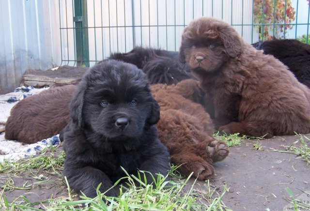 Фото: щенки, ньюфаундленд Акватория Келвин Звездная Королева (Aquatoriya Kelvin Zvezdnaya Koroleva)