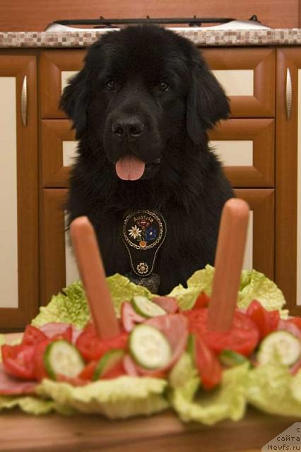 Фото: ньюфаундленд Потап Парис