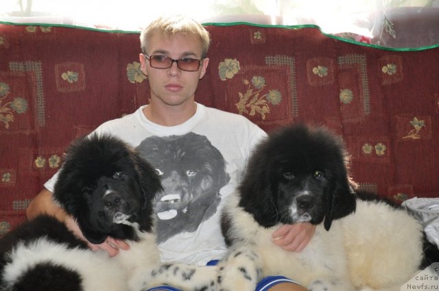 Фото: ньюфаундленд Кара Аюлар Балтазар Бонависта (Kara Aular Baltazar Bonavista), ньюфаундленд Кара Аюлар Болто (Kara Aular Bolto)