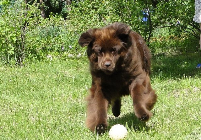 Фото: ньюфаундленд Красота Чистого Золота