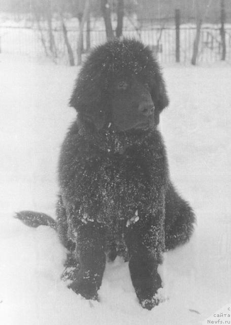 Фото: ньюфаундленд Жак Адми Ни оф Лайф Сейвер