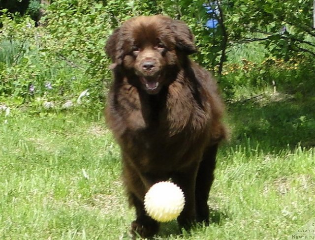 Фото: ньюфаундленд Красота Чистого Золота