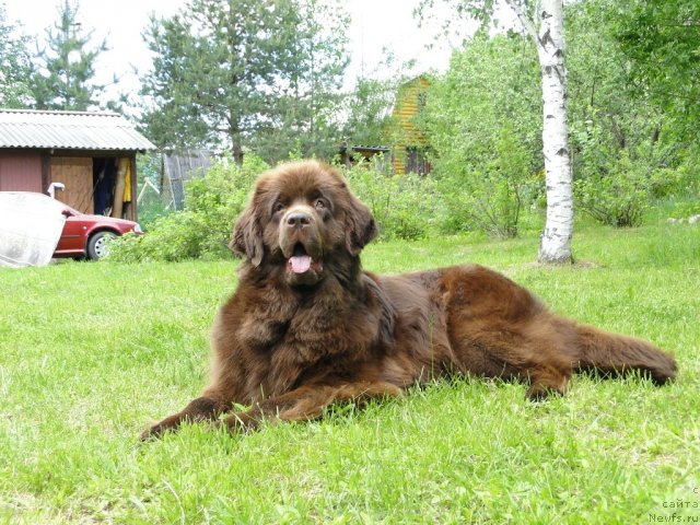 Фото: ньюфаундленд Красота Чистого Золота