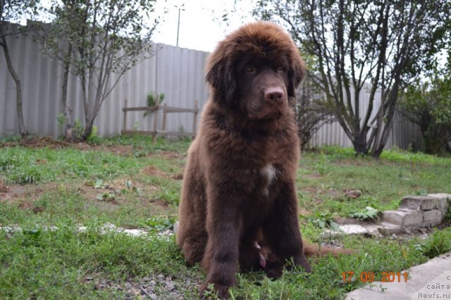 Фото: ньюфаундленд Акватория Келвин Риверданс (Aquatoriya Kelvin Riverdance)