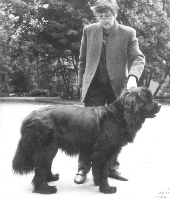 Фото: ньюфаундленд Беттина Вельтбах