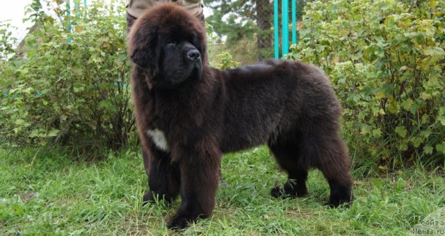 Фотография № 78124