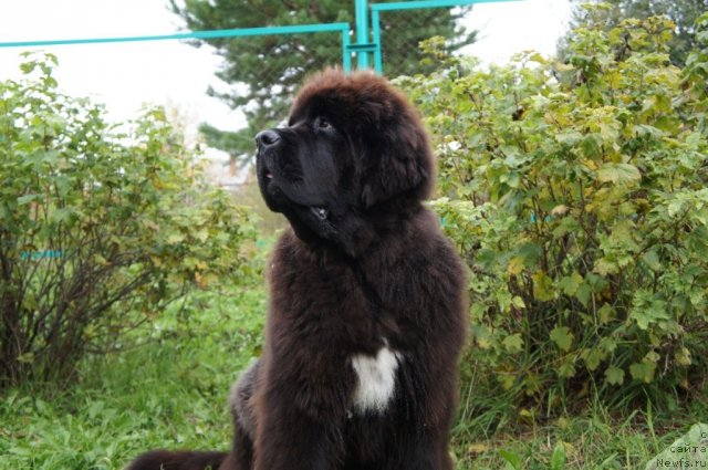 Фотография № 78126